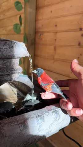 Confianza … 🤝🏻🥰😍🌶️🌺🍒 #cardenalito #cardellini #jilgueros #cardueliscarduelis #spinus 