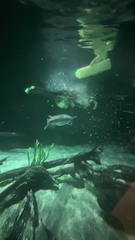 Check out the mouths on our paddlefish! 😱 Did you know paddlefish are filter feeders? Much like sharks, their skeletons are made of cartilage instead of bone. This lets them open their mouths wide and use their closely set gill rakers to capture microscopic food! Watch our paddlefish in action as they munch on krill! 🐟 #audubonaquarium #aquarium #paddlefish #filterfeeder 