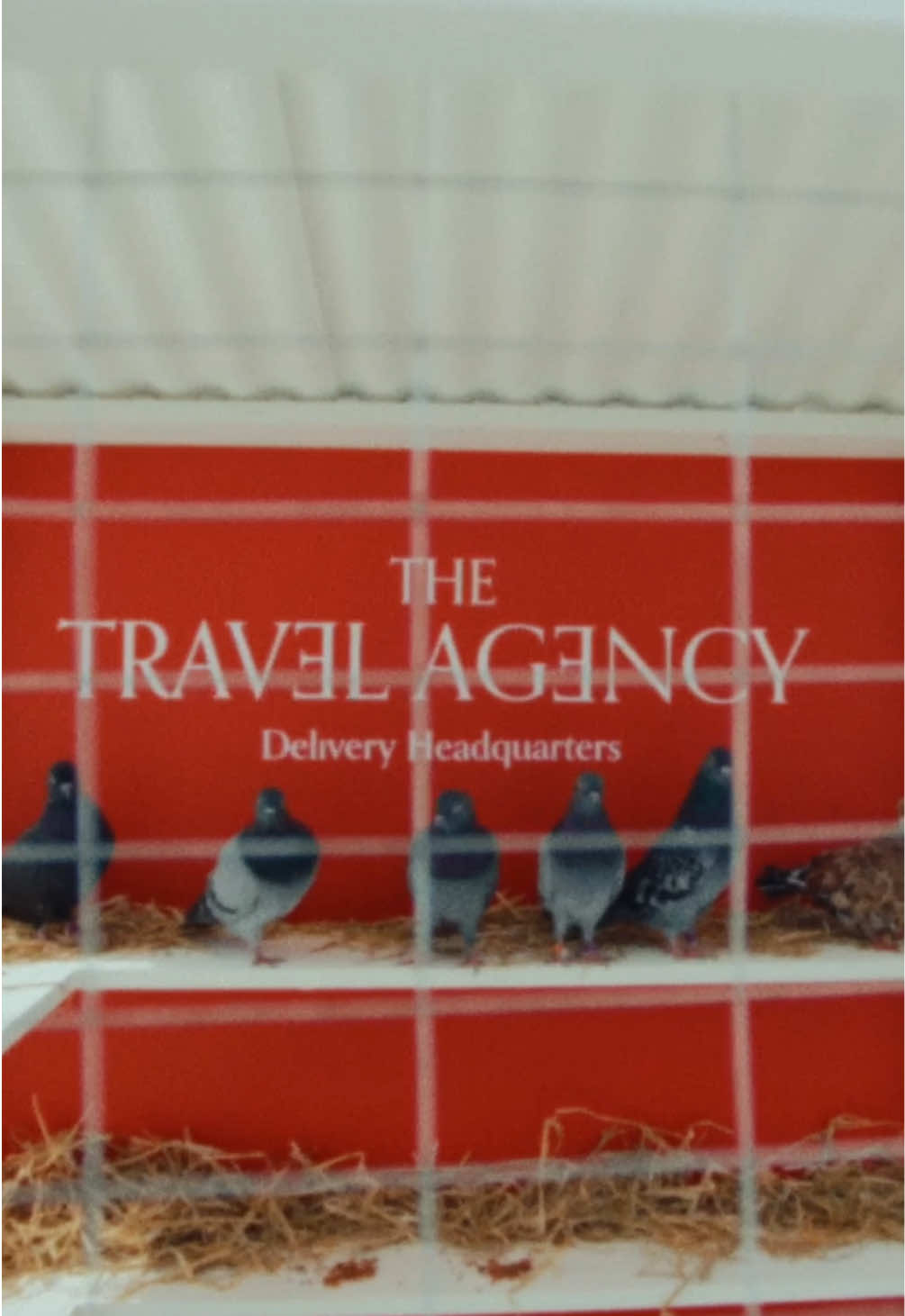 I just wanna go back, back to 1899 #gardening #pigeons 