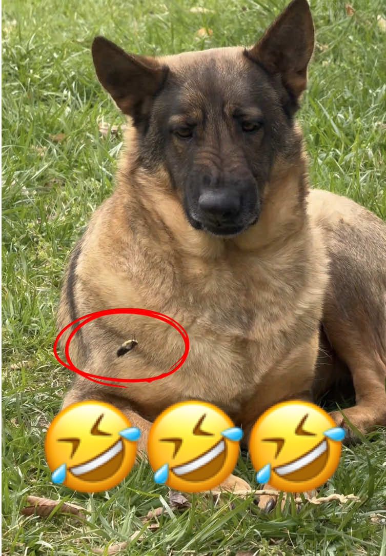 Dogs Can’t Handle Bugs 🤣 | Part 77 #dog #funny #doglover #dogvideos #fyp 
