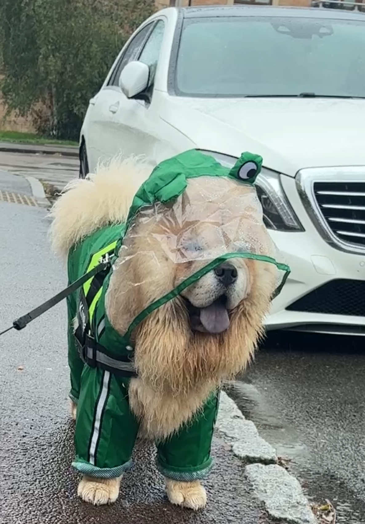 Kimba is ready for storm Amy ☔️ #chowchow #puppy #stormamy #raincoat #funnydogs 