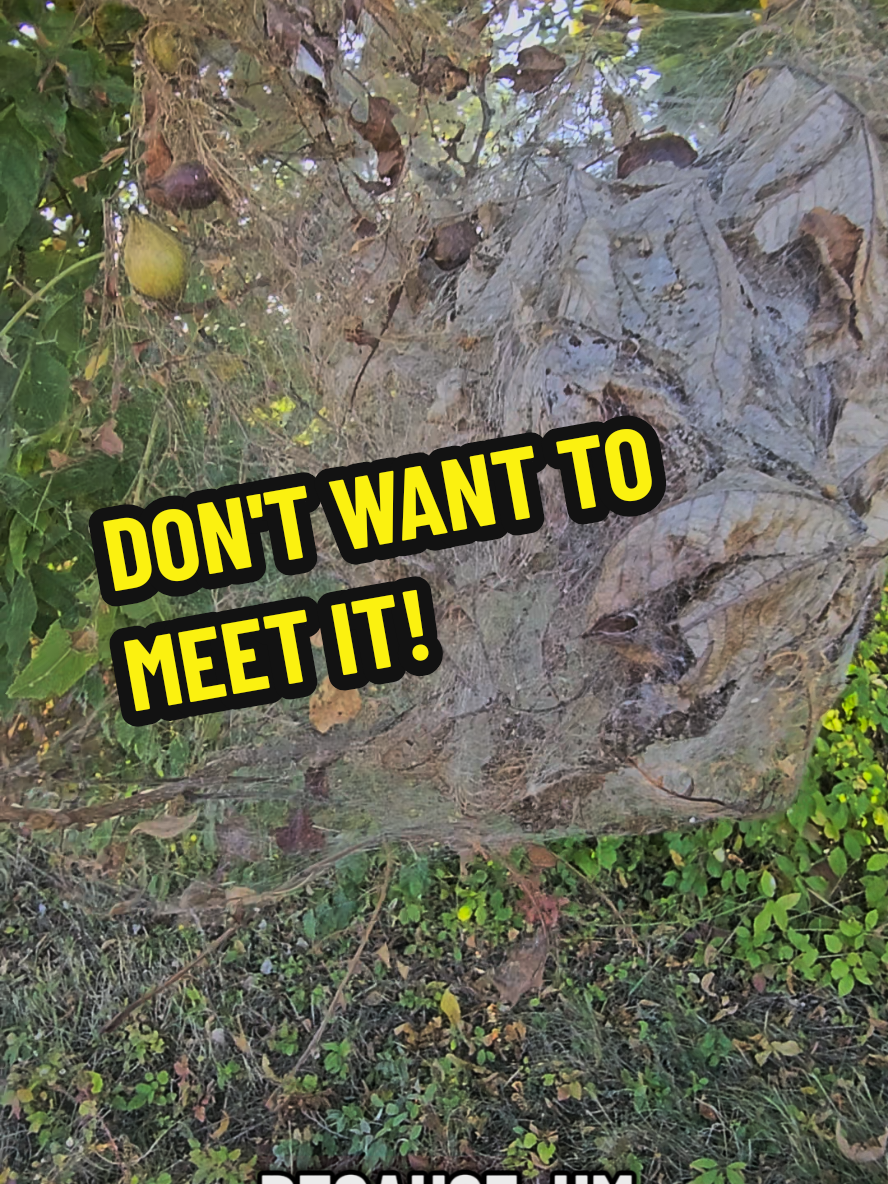 Don't Want to Meet It! #pslessons #spiderweb #spidersoftiktok #fyp #nope 