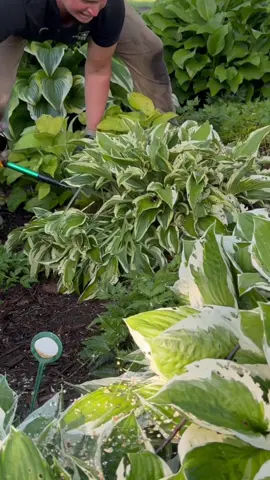 Split your hostas now, enjoy double the beauty next year! #hosta #plantnursery #dividingplants #fall #foryoupage 