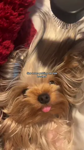 Little princess ❤️ going to always get her way #koreanyorkie 