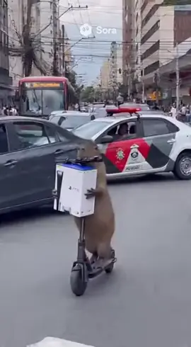 #capivara #sora #ps5 #chatgpt #sora2