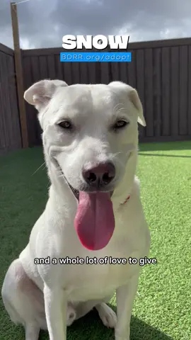 Meet Snow ❄️ Snow is a beautiful 1-year-old Retriever mix with a joyful spirit, a gentle heart, and a whole lot of love to give. This handsome guy was surrendered by his previous owner simply because they didn’t have enough time for him, due to no fault of his own.  He’s fantastic with other dogs, great with kids, knows basic commands and he’s housetrained! 🐾 Snow has never been more ready for a fresh start with a family who can give him the attention, and affection he deserves. 💖 Whether it’s a walk around the block, a game of fetch, or a quiet evening on the couch, Snow is always happiest just being by your side. 💕 The only thing missing in Snow’s life is a place to call home.🏠 🐾 Adopt: www.BDRR.org/adopt  💙Donate: www.BDRR.org/miracle-fund 🐶Lifesaving Member: www.BDRR.org/lifesaver 💲Venmo: @bigdogranchrescue 💰CashApp: @bigdogranchrescue 💵Zelle: finance@bdrr.org #bdrr #bigdogranchrescue #dogrescue #rescuedog #AdoptDontShop   