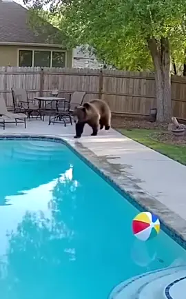 Bear gets into someone’s back yard, has some fun in the pool!