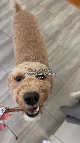 He’s obsessed with it
