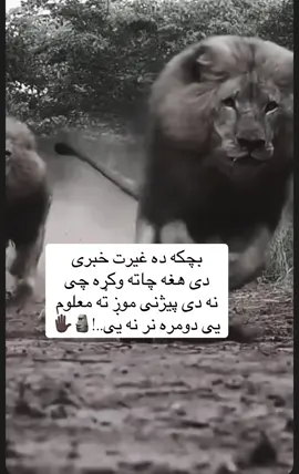 #tik_tok #پشتون_تاجیک_هزاره_ازبک_زنده_باد🇦🇫 #ملتیا_مې_وکړه📚 #🌚🧠💯🤞 