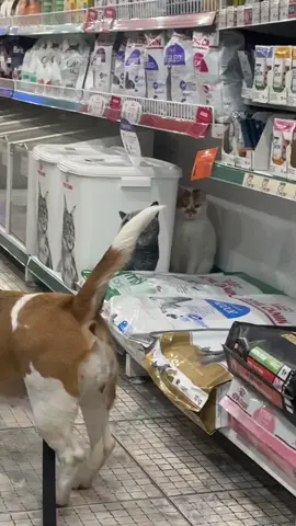 Головне бути спокійним 🫣🐈😼