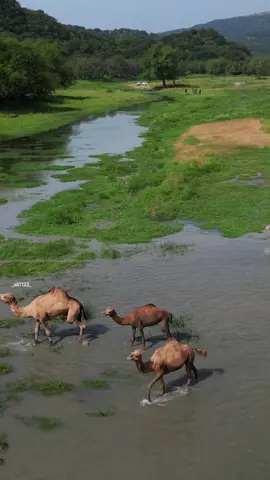 ظفار#وادي دربات #سلطنه_عمان🇴🇲 #المملكه_العربيه_السعوديه🇸🇦🇸🇦🇸🇦🇸🇦🇸🇦🇸🇦 #الامارات_العربية_المتحده🇦🇪 #اكسبلورexplore 