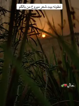 بيت شعر يلوك بل فيديو               ً#بعديش #ابيات #شعر #قصايد_شعر 