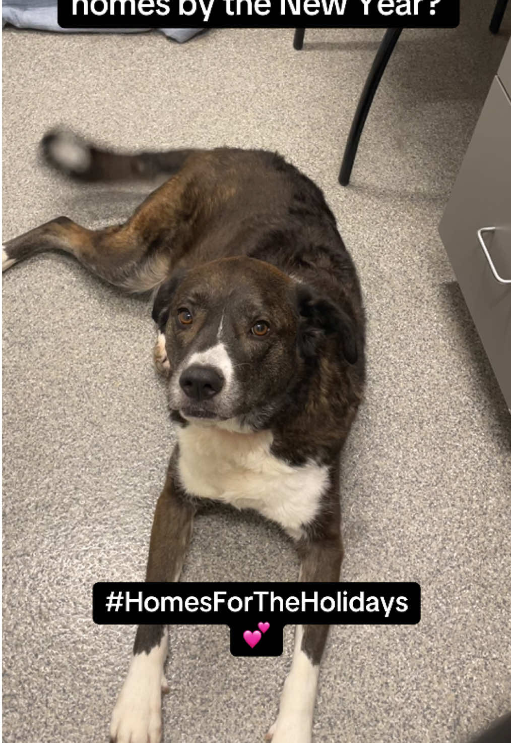 These 10 dogs have been waiting over a year for families to notice them. 😢 My goal: get ALL of them adopted before New Year’s. ✨ Let’s do this together → #HomesForTheHolidays ⏳ Progress: 0/10 adopted 🐾 Dogs in the video (by length of stay): 1. Ella – 740 days 2. Mark – 636 days 3. Jerry – 571 days 4. Wyatt – 518 days 5. Ozzee – 479 days 6. Bianco – 462 days 7. Birdy – 462 days 8. Timmy – 409 days 9. Casper – 387 days 10. Lia – 227 days #dogtok #shelterdogsoftiktok #shelterdogs #adopt 