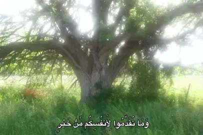 #عبدالباسط_عبدالصمد #quran #fyp #🎧 