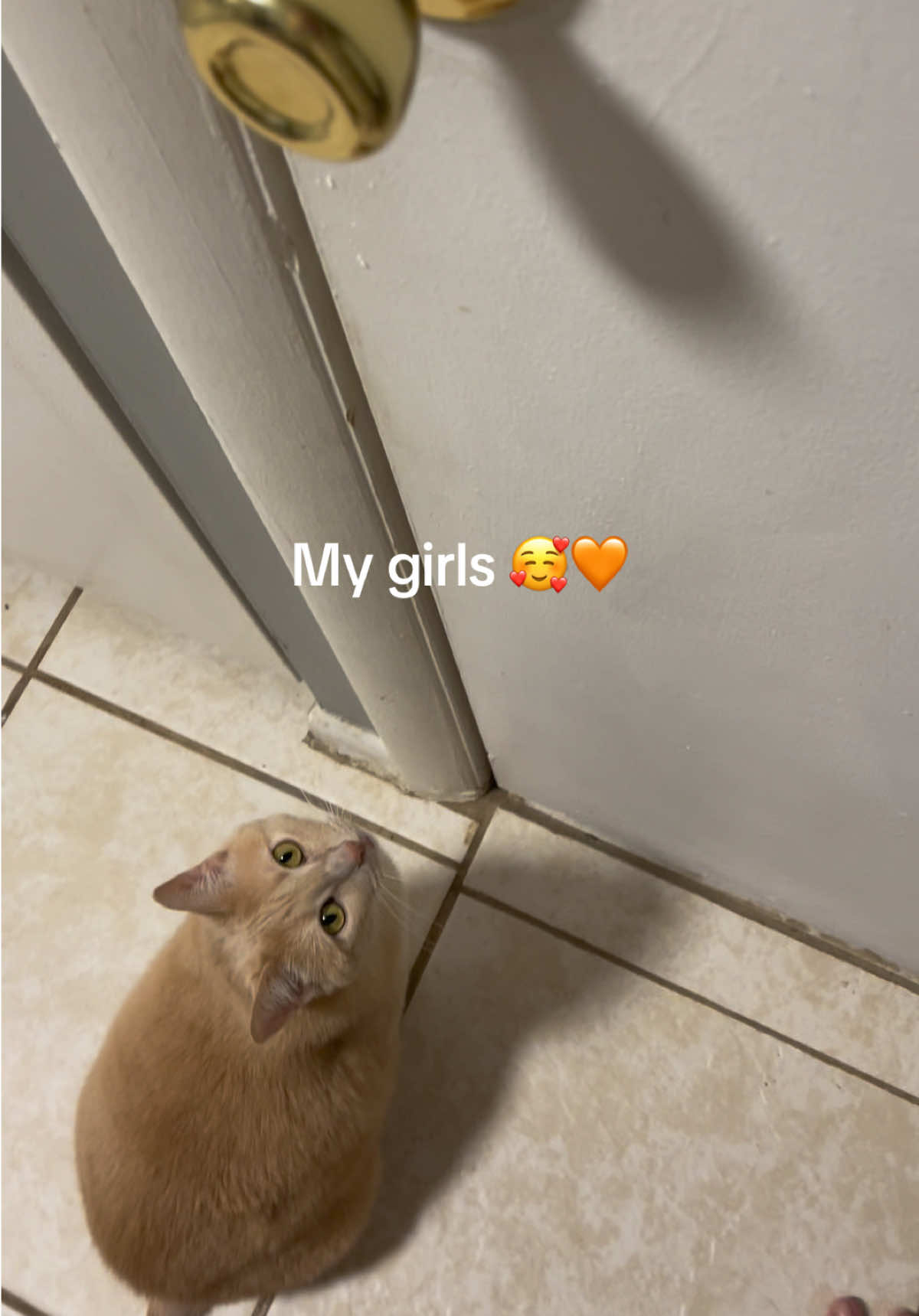 Kitty girls 🧡🥰 #cat #catsoftiktok #talkativecat #funnycats #cats 
