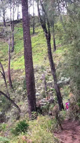 jalur iconic gunung buthak 🤩🤩 #gunungbuthak2868mdpl #fyp #pendakifomo #pendakigunung 