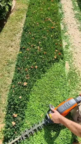 Just a bit of growth to come off.. 🍃🍃🍃🍃 . @husqvarnaaustralia  . . . . . . . . . . . . . . . #gardenlife #houseandgarden #explorepage #reelsvideo #satisfyingvideos #moments #landscapedesign #foryoupage #explore #topiary #hedgelover_ #buxus #fun #instareels #topiarylover_ #gardendetails #gardendesign #Husqvarna #sponsored #Husqvarna522iHDR60 #wearebatterypower #upgradeyoureveryday 