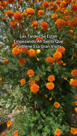 Nadie es eterno en el mundo ✍️🕊️#diademuertos #triste #antonioaguilar #paratiiiiiiiiiiiiiiiiiiiiiiiiiiiiiii #🕊️🕊️🕊️ 