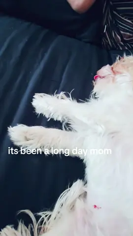 #paratiiiiiiiiiiiiiiiiiiiiiiiiiiiiiii #fyp #dogsoftiktok #dog #ilovemydog 