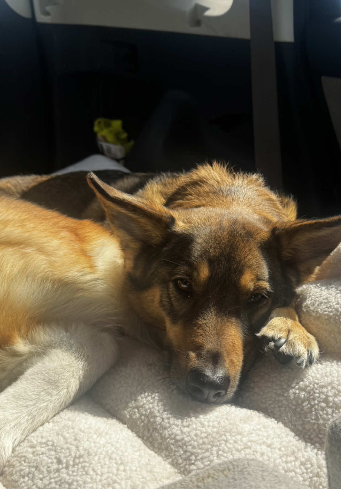 She let her intrusive thoughts win 🤣 #fyp #dogs #dogvideos #funnyvideos #dogsoftiktok 