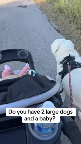 Do not recommend if you have severe pullers but my German shepherd has a prong collar on for training and this makes it way easier for him to walk with me. No pulling happening. Make sure it’s along your hip bones not your belly #dogsoftiktok #dogmom #MomsofTikTok #momlife 