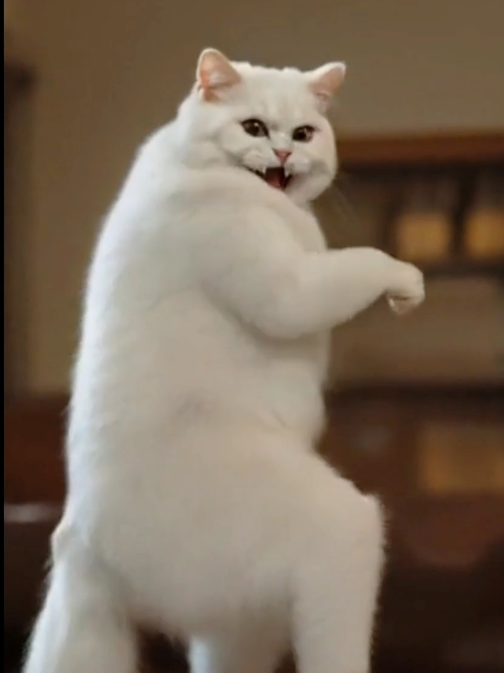 He came on a snack heist🫢 #funnypets #cutecat #funnycat #catsoftiktok 