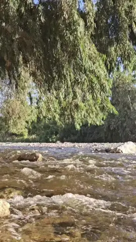 تورط قلبي في حبك تورط  تخىبط نومي في ليلي تخربط  #اوراس_ستار #تورط #مجرد_ذووقツ🖤🎼 #تصميم_فيديوهات🎶🎤🎬 #تصويري 