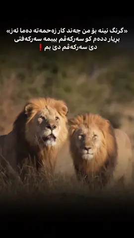 دي سه ركه فم دي بم..!#fyp #foruyou #foryoupagе #saloo_kurdi #جاف_زه_ر 