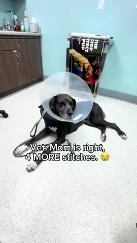 POV: I bravely removed my own stitches (twice) only for mom to betray me and drag me back to the vet. They sided with her, added FOUR more, stole my breakfast, and laughed as I stumbled up the driveway. Justice for me. 🐾💔 #SendTreats Hashtags (5): #DogLife #GreatDaneDrama #VetTripChronicles #PoorPup 