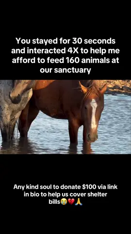 Every kind comment would mean a world to me #horses #shelter #sanctuary #animalsoftiktok #horsefarm       