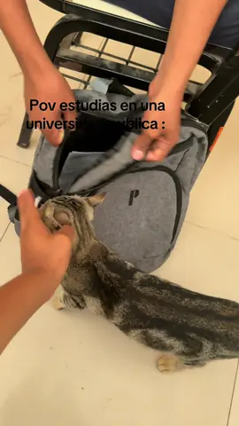 Miau 🐱 pobre gatito 🐈 #university #fypppppppppppppppppppppp 