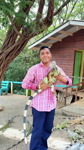 Las iguanas #alfredolarin #parati #elsalvador #mexico #comedia 