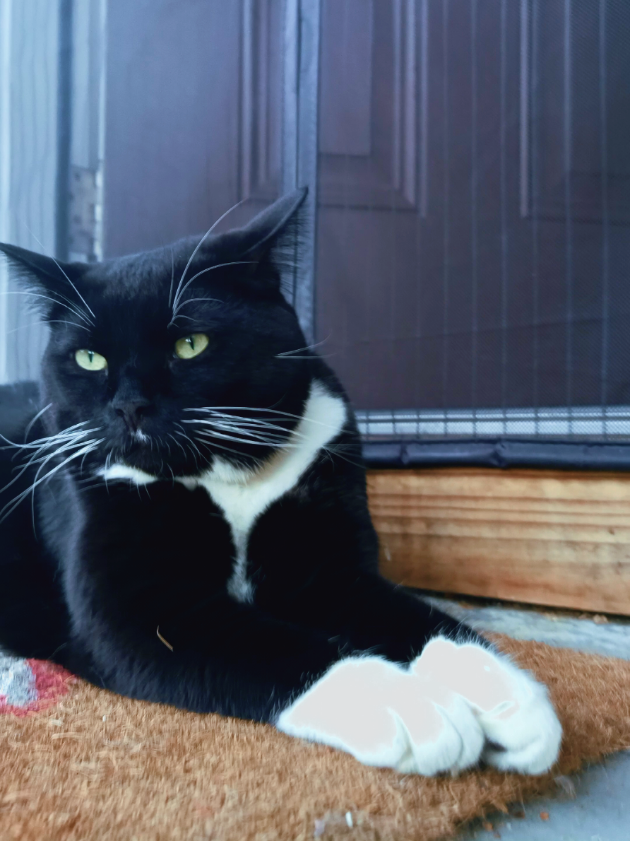 #cat #catsoftiktok #fyp 