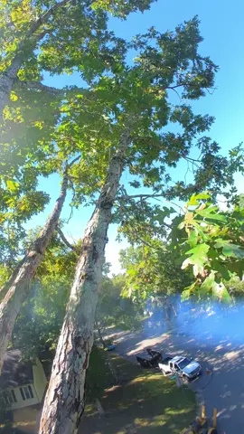 si todos fueran asi seria mas divertido o mas aburrido🤔🥱#treeclimber #arboleros #richmondva 