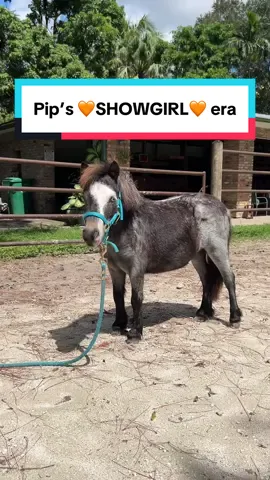 Pip is in her showgirl era. #minihorse #showgirl #blueroan #horsegrooming #wahlclippers 