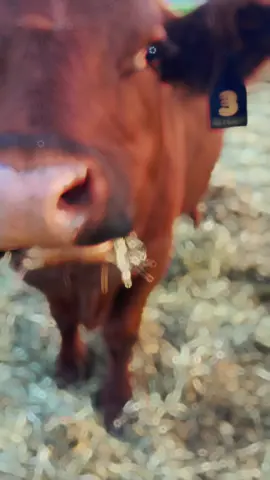 Animals are the best thing for your soul!! #cows #cats #goats 
