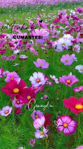 Mutlu Hafta Sonları #günaydın #cumamesajları #reels #manzara #cumartesi 
