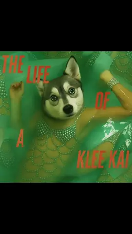 Happy TLOAS release day 😂  here’s the prompt if you want to try it too: Take the album cover and recreate it, but replace the woman with my dog (using the photo I uploaded). Keep the same style, background, colors, and overall aesthetic of the original cover. Also, instead of the word ‘Showgirl,’ change the text to say ‘Klee Kai.’ Make sure the font, placement, and design match the original album cover style. #taylorswift #thelifeofashowgirl #TLOAS #dog