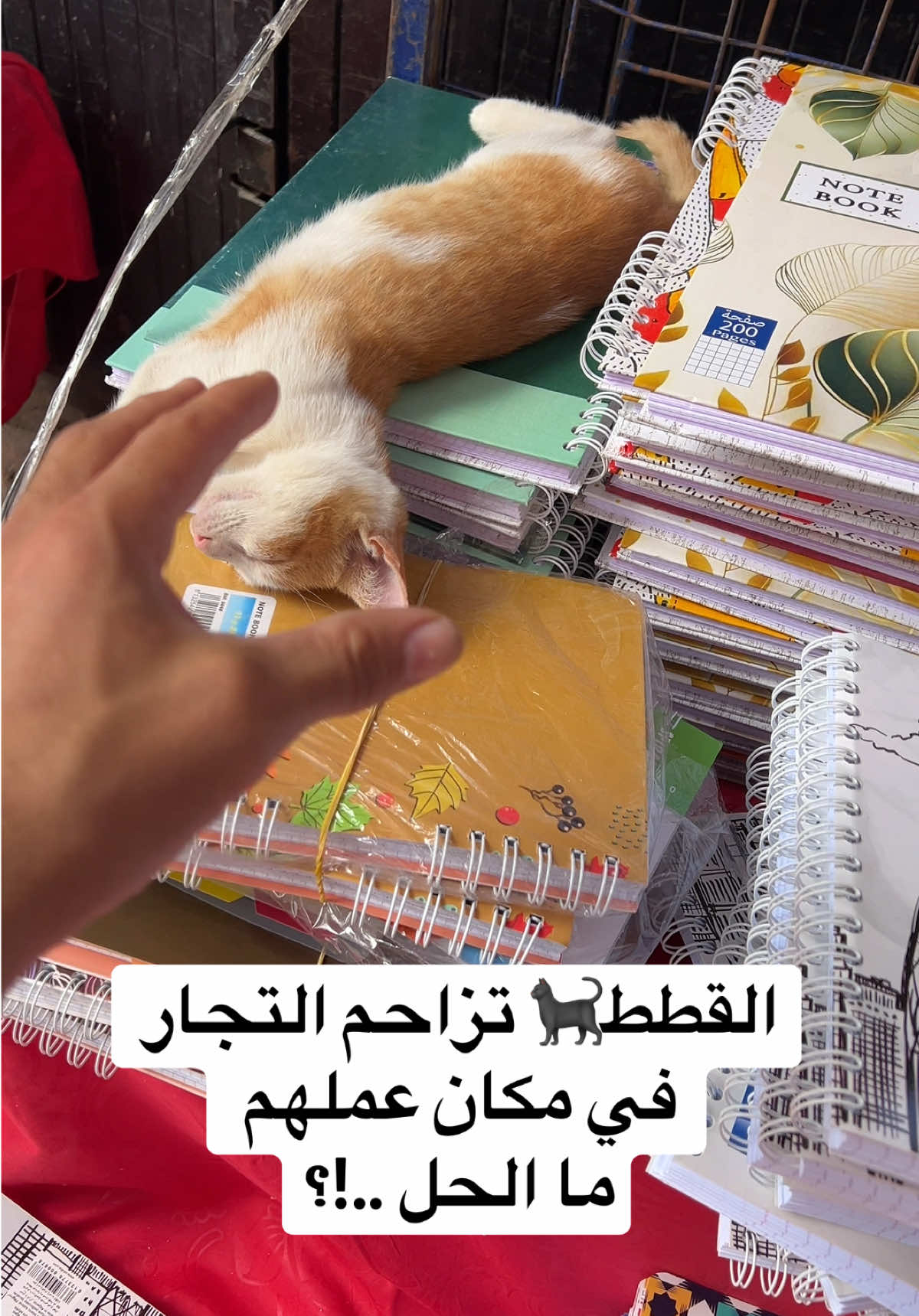 القطط🐈‍⬛ تزاحم التجار في مكان عملهم  ما الحل ..!؟ دوكا ماتخدموش ولا كيفاش  🤗🤗🤌😭 #قطط  #cat  #بس #المغرب🇲🇦تونس🇹🇳الجزائر🇩🇿 #الشعب_الصيني_ماله_حل😂😂 