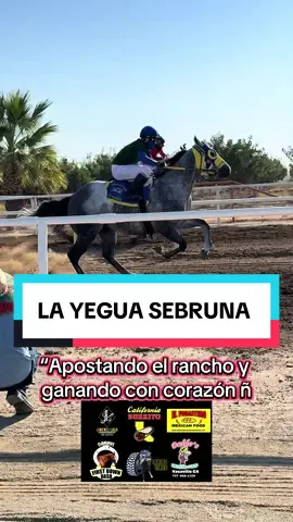 “Apostando el rancho y ganando con corazón   #YeguaInvencible #CarreraLegendaria #ApuestaGanadora #CorajeYPasión #leyendasdelcampo 