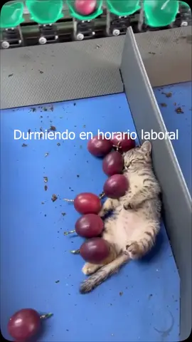 #boleroglam 