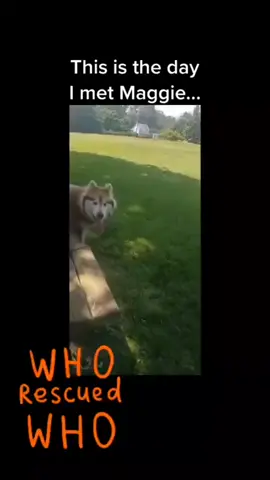 Maggie's story. #maggiemalamute #dogoftheday #doglover #dogsoftiktok #malamutes 