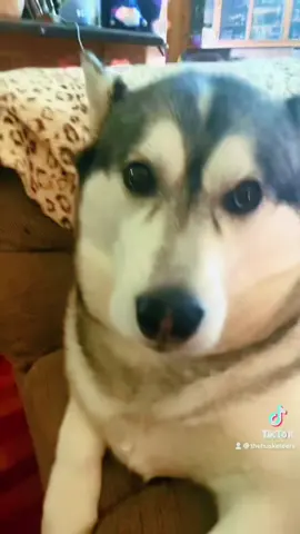 Come on guys give Bella an aweeeeee and show your fur babies #fypシ #huskysoftiktok #bellathehusky❤️ #duetus-#aweeeeee😍😍😍😍😍😍😍😍😍😍 