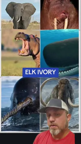 Elk Ivory, only native animal in the United States #Texas #Elk #hunting #ivory #rockymountainelk 