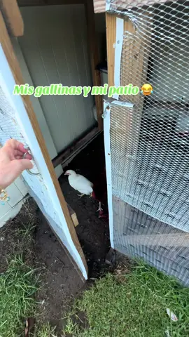 Beneficios de vivir en casa con patio! #misgallinas #livinginorlando #homebuyer#orlandorealtor 