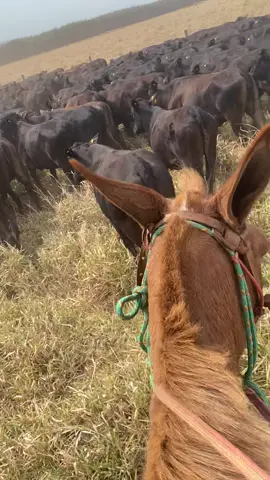 #rozetanapaleta #pecuariabrasil 
