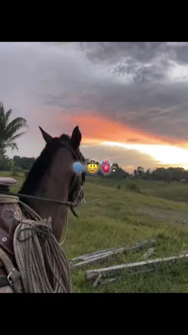 🗣️🤠. #VicenteFernandez #caballos #foryoupage #paratii #LIVEIncentiveProgram 