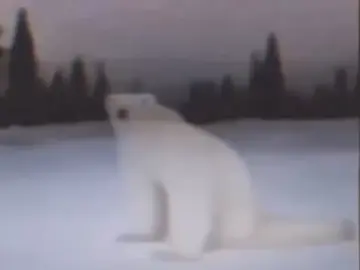 O URSO POLAR DE 2026 !? #misterio #curiosidades #terror 