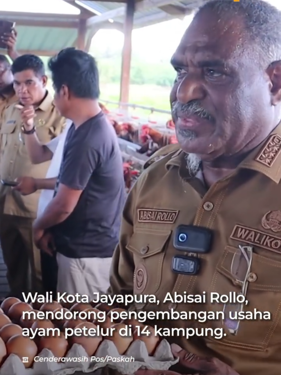 Walikota Jayapura Abisai Rollo menggenjot usaha peternakan ayam petelur gunaembantu ekonomi rakyat dan menjaga stok bahan pangan #peternakayam #ayampetelur #jayapura #papua #papuatiktok 