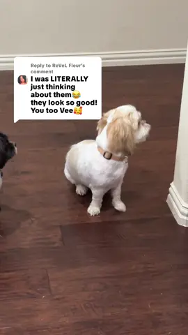 Replying to @ReVeL Fleur  Yall miss them for real??? #dogs #dogsoftiktok #dogmom 